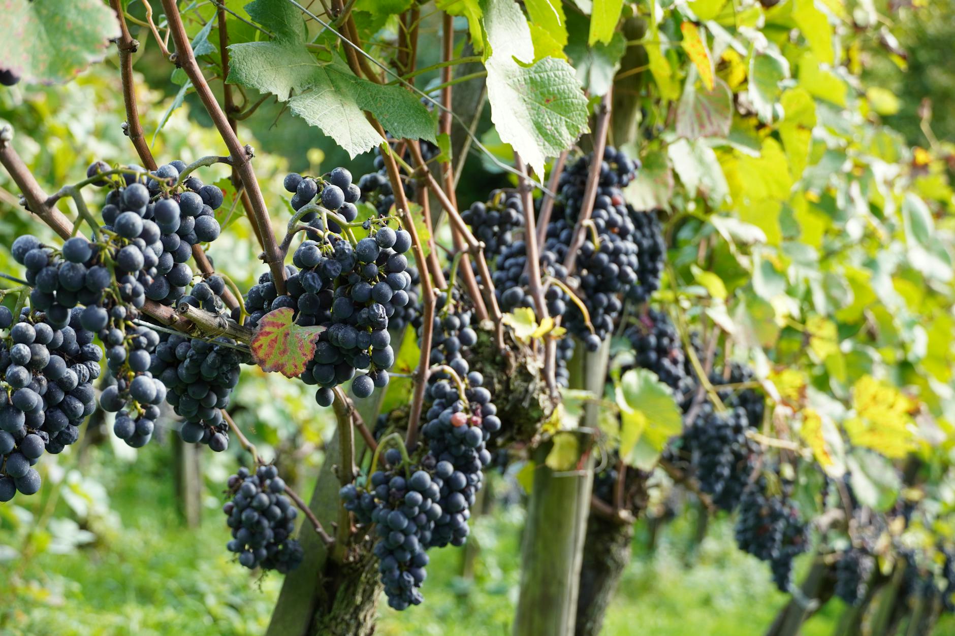 Vigna italiana con grappoli di uva durante la vendemmia
