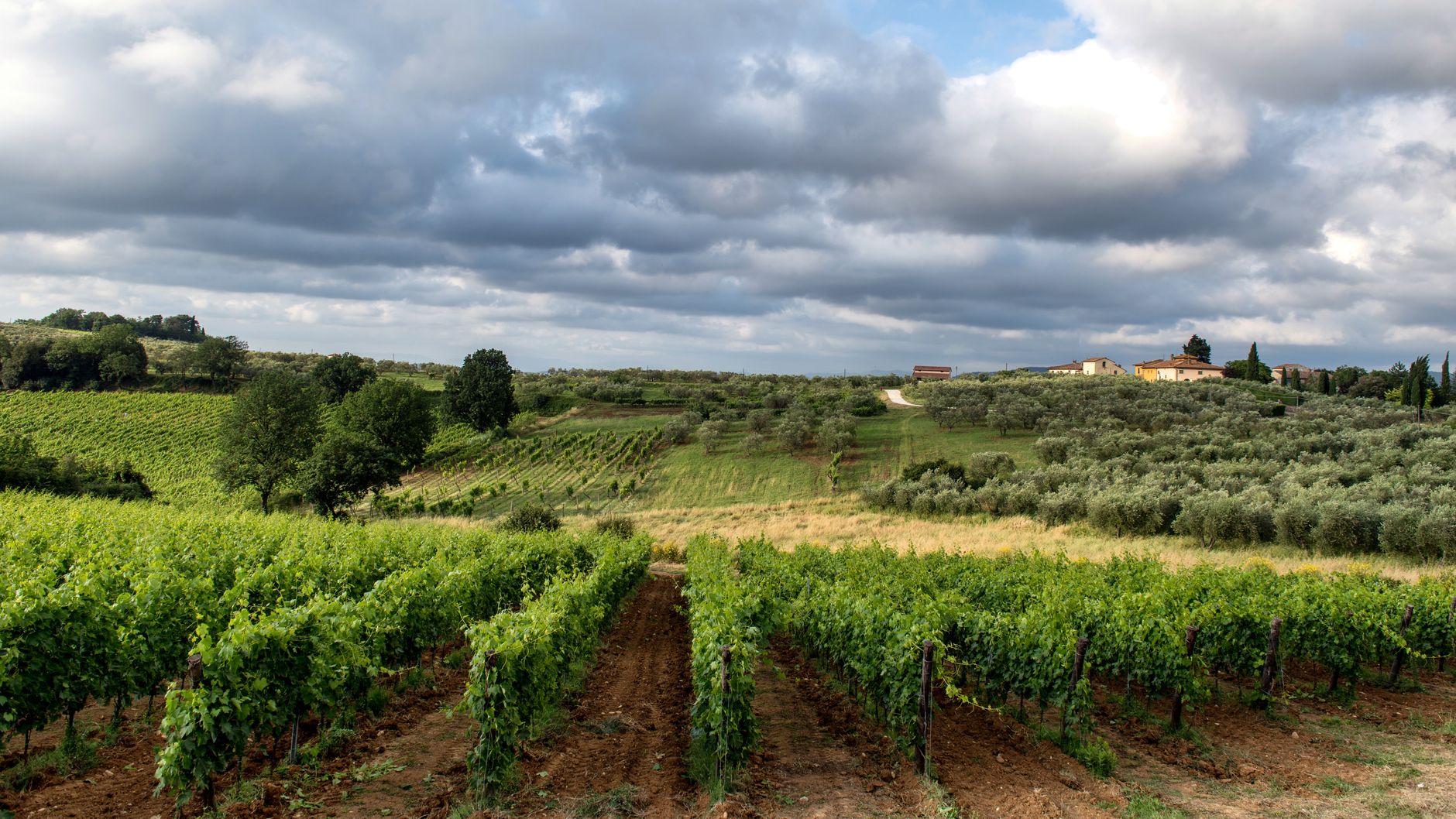 Vigneto italiano: filiera corta DOP IGP IGT come fonte di vantaggio competitivo Made in Italy